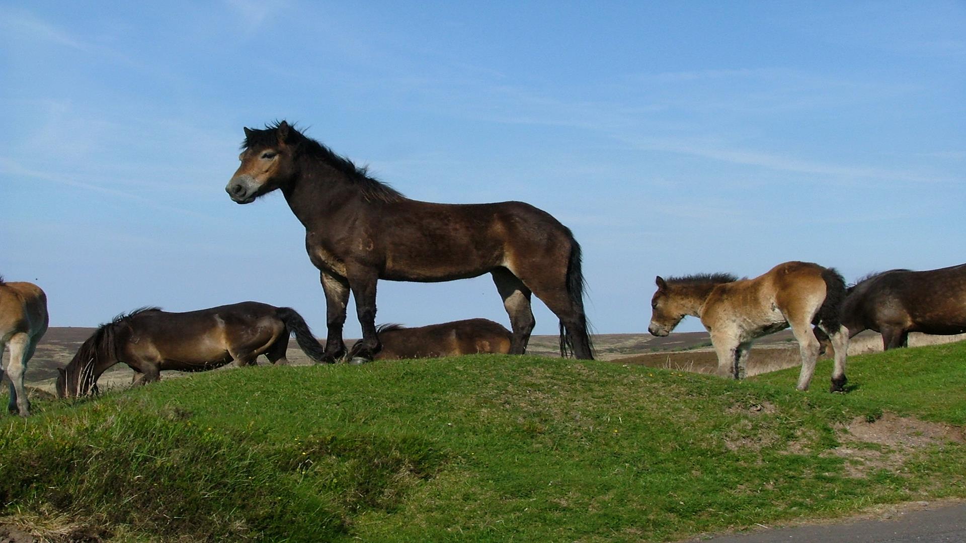 Visit Exmoor National Park 